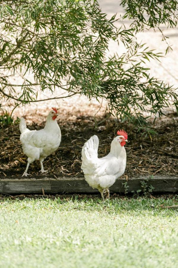 ヌーサヴィル Balmoral Barnヴィラ エクステリア 写真